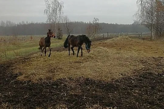 Młody surowy ogierek 4 lata w tym roku, Opolskie, Brzeg