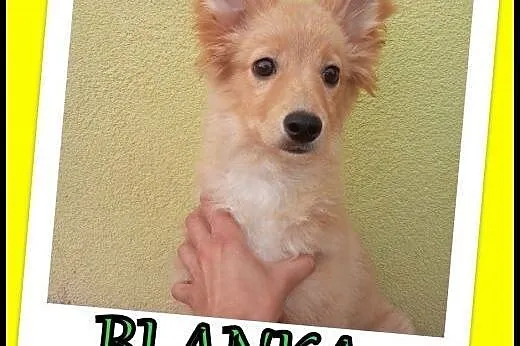 5 miesięczna Blanka szuka domu. Adopcja !,  dolnośląskie Wrocław