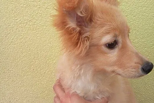 5 miesięczna Blanka szuka domu. Adopcja !,  dolnoś