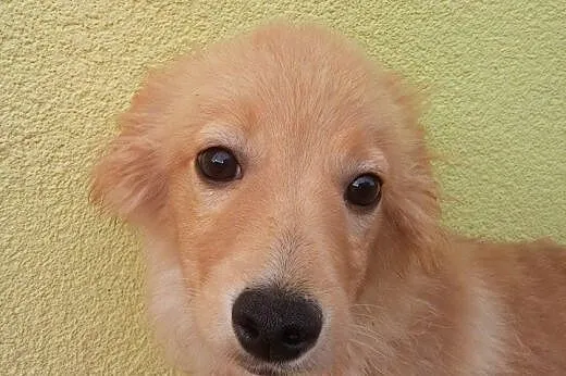 5 miesięczna Blanka szuka domu. Adopcja !,  dolnoś