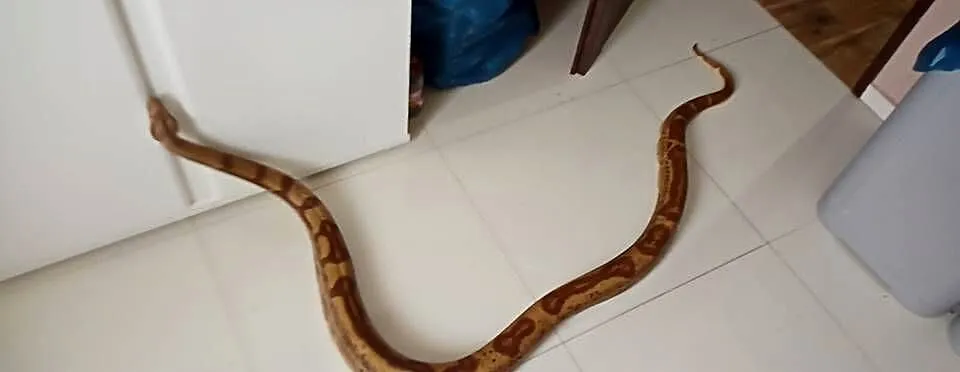 Boa constrictor Hypo CA Motley Jungle samiec, Dolnośląskie, Wrocław