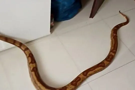 Boa constrictor Hypo CA Motley Jungle samiec, Dolnośląskie, Wrocław