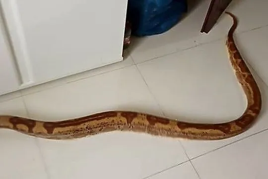 Boa constrictor Hypo CA Motley Jungle samiec, Dolnośląskie, Wrocław