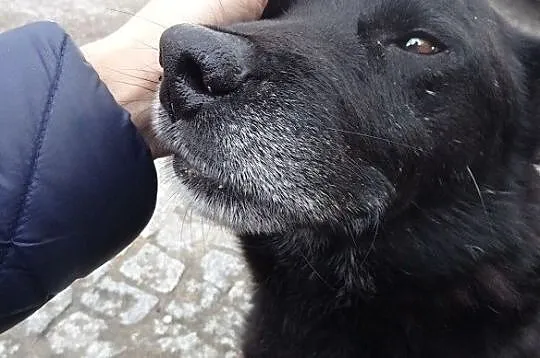 Aldo starszy cudowny pies szuka domu