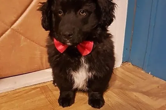3 miesięczny maluch, rozkoszny Niuniuś szuka domu!