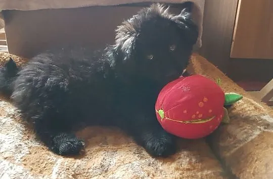 3 miesięczny maluch, rozkoszny Niuniuś szuka domu!