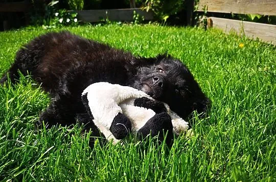 3 miesięczny maluch, rozkoszny Niuniuś szuka domu!