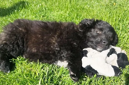 3 miesięczny maluch, rozkoszny Niuniuś szuka domu!