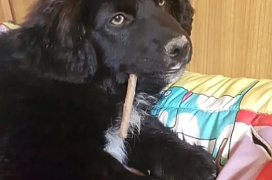 3 miesięczny maluch, rozkoszny Niuniuś szuka domu!