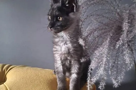 Czarny srebrny Maine coon