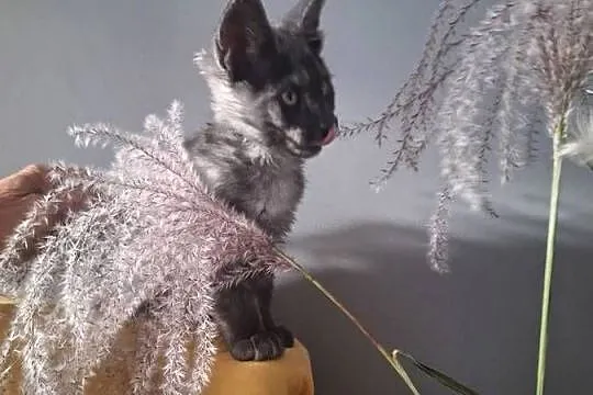Czarny srebrny Maine coon, Kujawsko-pomorskie, Żurawia