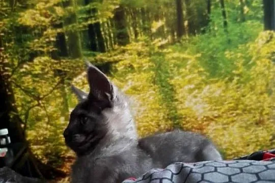Czarny srebrny Maine coon, Kujawsko-pomorskie, Żurawia