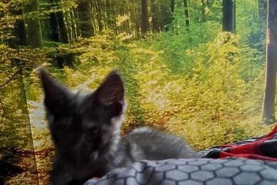 Czarny srebrny Maine coon, Kujawsko-pomorskie, Żurawia