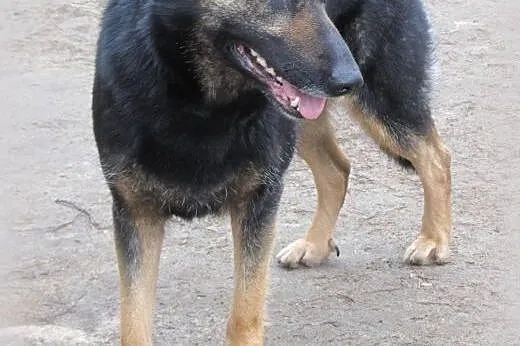 Tamira do adopcji,  lubelskie Lublin