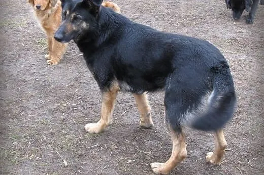Tamira do adopcji,  lubelskie Lublin