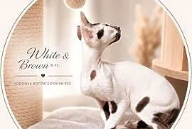 Cornish Rex – kocurek arlekin | gotowy do odbioru | rodowód FPL