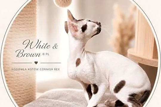 Cornish Rex – kocurek arlekin | gotowy do odbioru | rodowód FPL