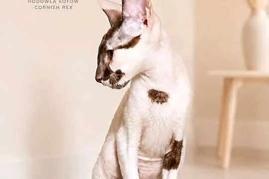 Cornish Rex – kocurek arlekin | gotowy do odbioru | rodowód FPL, Pomorskie, Słupsk