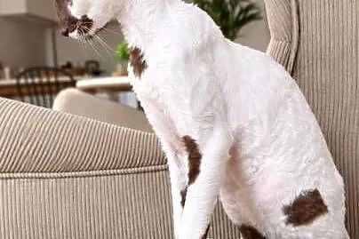 Cornish Rex – kocurek arlekin | gotowy do odbioru | rodowód FPL, Pomorskie, Słupsk