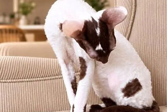 Cornish Rex – kocurek arlekin | gotowy do odbioru | rodowód FPL, Pomorskie, Słupsk