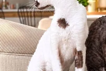 Cornish Rex – kocurek arlekin | gotowy do odbioru | rodowód FPL, Pomorskie, Słupsk