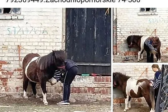 Cudowna Kucynka ? bezpieczna dla dzieci, Zachodniopomorskie, Grzybno