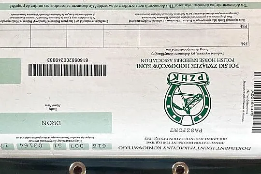 4-letni Walach Dron z wielkim potencjalem sportowym, Podlaskie, Supraśl