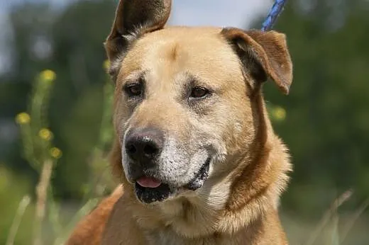 Devon :) pies, adopcja,  lubuskie Gorzów Wielkopol