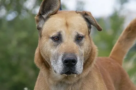 Devon :) pies, adopcja,  lubuskie Gorzów Wielkopol