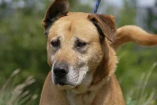 Devon :) pies, adopcja,  lubuskie Gorzów Wielkopol