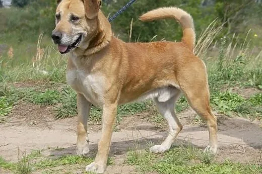 Devon :) pies, adopcja,  lubuskie Gorzów Wielkopol