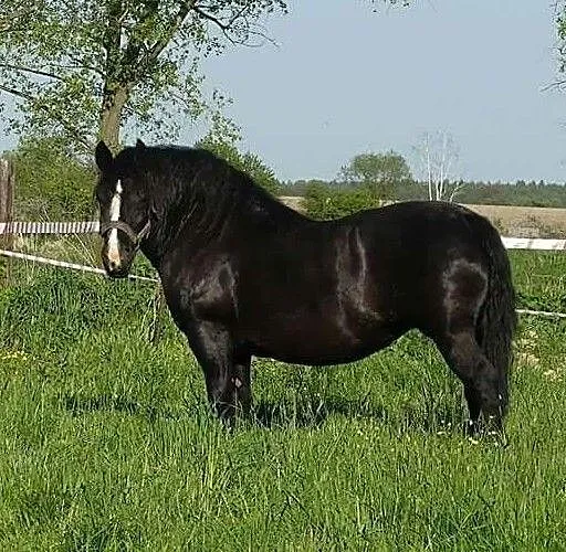 Kara klacz zimnokrwista Gaja 1. 2005r 80pkt, , Proszkowa