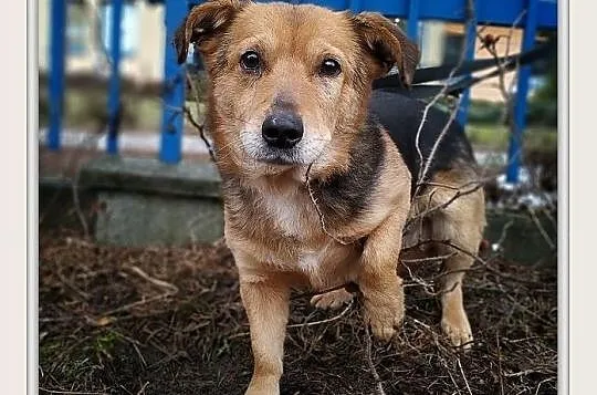 SAMIR,13kg,średni,łagodny,spokojny,szczepiony piesek.ADOPCJA, Łódzkie, Łódź