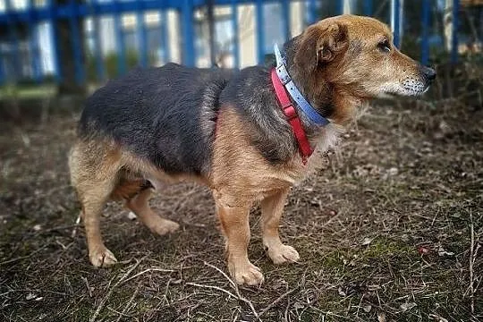 SAMIR,13kg,średni,łagodny,spokojny,szczepiony piesek.ADOPCJA, Łódzkie, Łódź