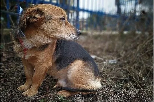 SAMIR,13kg,średni,łagodny,spokojny,szczepiony piesek.ADOPCJA, Łódzkie, Łódź
