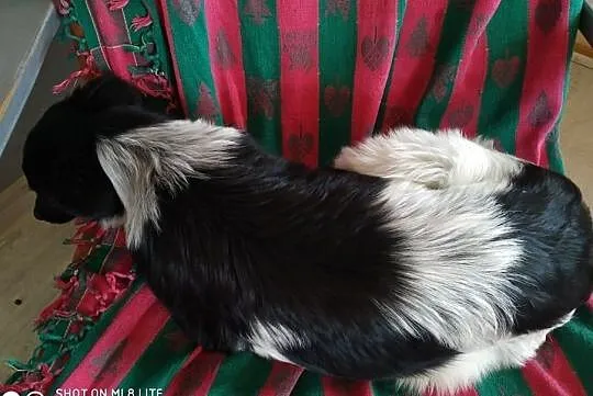 śliczna sunia Łatka szuka domu, Mazowieckie, Ząbki