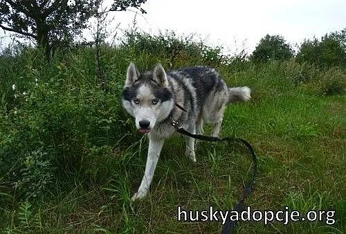 BASTER - wesoły i energiczny pies husky do adopcji
