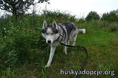 BASTER - wesoły i energiczny pies husky do adopcji