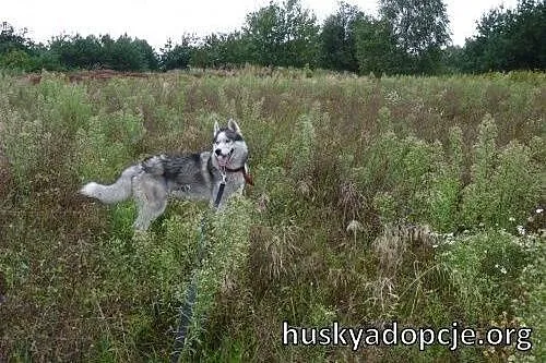BASTER - wesoły i energiczny pies husky do adopcji