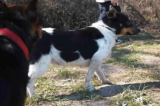Niewielka przerażona Rysia czeka na Dom