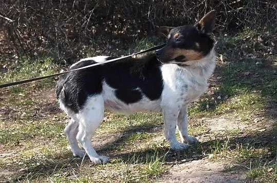 Niewielka przerażona Rysia czeka na Dom