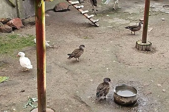 Sprzedam kaczki mandarynki i przepiorki kalifornijskie