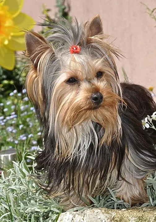 Yorkshire terrier------- szczenięta piesek i suczk