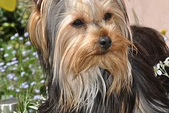 Yorkshire terrier------- szczenięta piesek i suczk