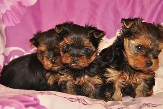 Yorkshire terrier------- szczenięta piesek i suczk