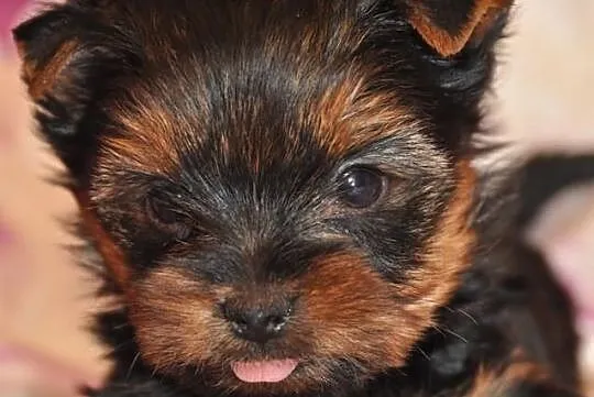 Yorkshire terrier------- szczenięta piesek i suczk