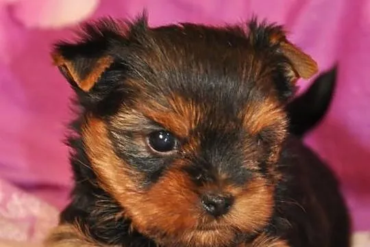 Yorkshire terrier------- szczenięta piesek i suczk