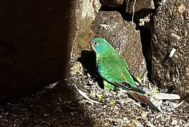 Papuga ostrosterna-lathamus , Gościkowo