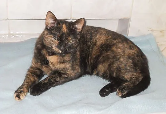 2 letnia kotka Teodozja do adopcji !