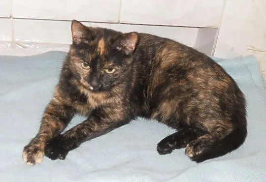 2 letnia kotka Teodozja do adopcji !